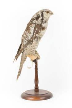 Northern Hawk-Owl facing right