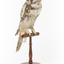 Northern Hawk-Owl facing front right