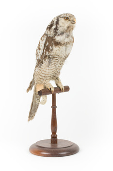 Northern Hawk-Owl facing front right
