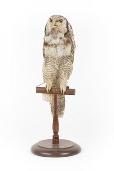 Northern Hawk-Owl taxidermy specimen standing on wooden mount, facing front 