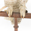Northern Hawk-Owl, front, close up of base