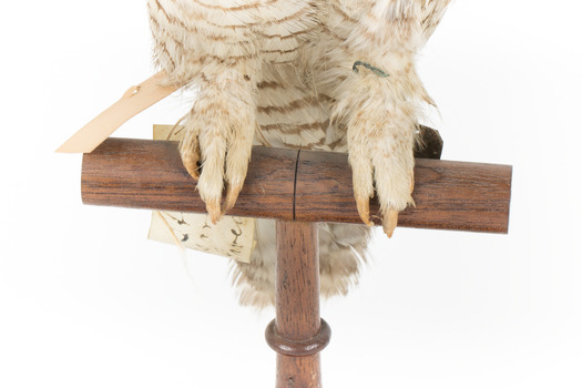 Northern Hawk-Owl, front, close up of base