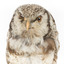 Northern Hawk-Owl, front close up