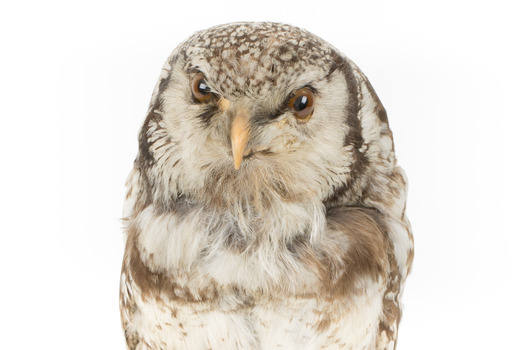 Northern Hawk-Owl, front close up