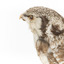 Northern Hawk-Owl, left, close up