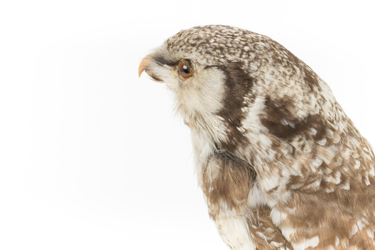 Northern Hawk-Owl, left, close up