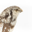 Northern Hawk-Owl, right, close up