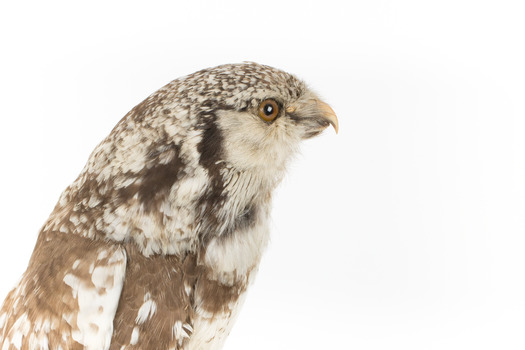 Northern Hawk-Owl, right, close up