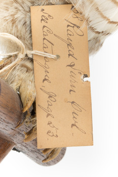 Northern Hawk-Owl, close up of identification swing tag