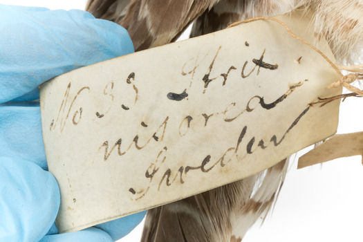 Northern Hawk-Owl, close up of original tag with catalogue page number.