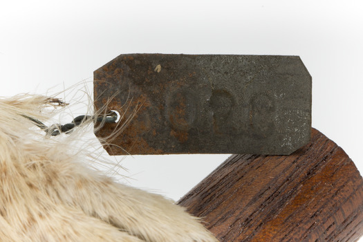 Northern Hawk-Owl, close up of metal tag with a 4 digit number