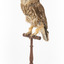 Southern Boobook Owl facing front left