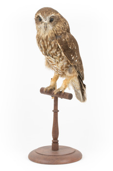 Southern Boobook Owl facing front left