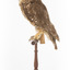 Southern Boobook Owl facing left