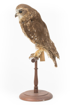 Southern Boobook Owl facing left