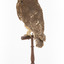 Southern Boobook Owl facing back left