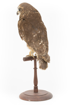 Southern Boobook Owl facing back left