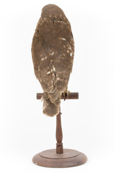 Southern Boobook Owl facing back