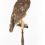 Southern Boobook Owl facing back right