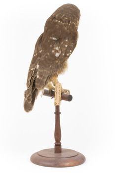 Southern Boobook Owl facing back right
