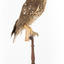 Southern Boobook Owl facing right