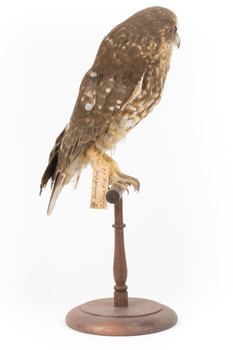 Southern Boobook Owl facing right