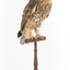 Southern Boobook Owl facing front right