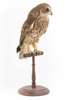 Southern Boobook Owl facing front right