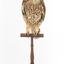 Southern Boobook Owl taxidermy specimen standing on wooden mount, facing front 