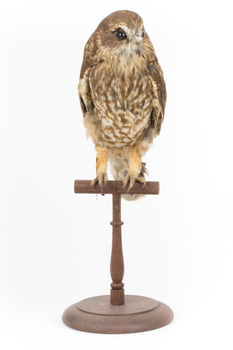 Southern Boobook Owl taxidermy specimen standing on wooden mount, facing front 