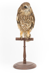 Southern Boobook Owl taxidermy specimen standing on wooden mount, facing front 