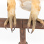 Southern Boobook Owl facing front, close up of base
