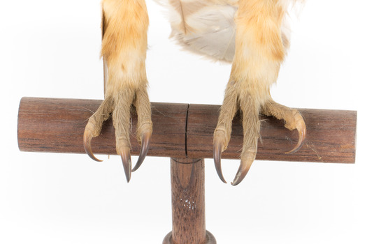 Southern Boobook Owl facing front, close up of base
