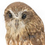 Southern Boobook Owl facing front, close up
