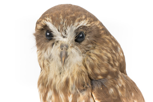 Southern Boobook Owl facing front, close up