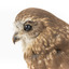 Southern Boobook Owl facing left, close up
