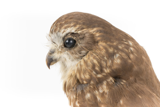 Southern Boobook Owl facing left, close up