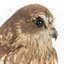 Southern Boobook Owl facing right, close up