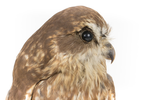 Southern Boobook Owl facing right, close up