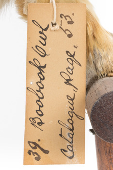 Southern Boobook Owl, close up of identification swing tag