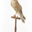 Common Buzzard facing front left