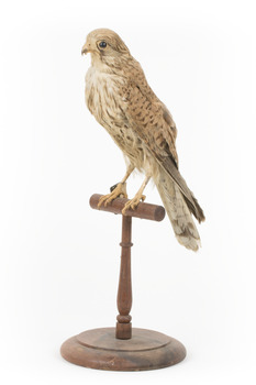 Common Buzzard facing front left