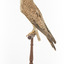 Common Buzzard facing left