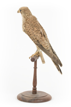 Common Buzzard facing left