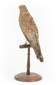 Common Buzzard facing back left