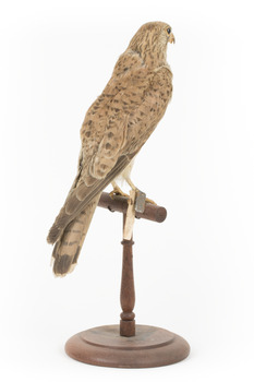 Common Buzzard facing back right