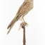 Common Buzzard facing right