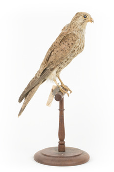 Common Buzzard facing right