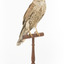 Common Buzzard facing front right