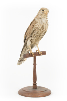 Common Buzzard facing front right